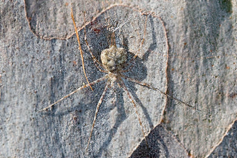 two-tailed spider (tamopsis brisbanensis) (Tamopsis brisbanensis)